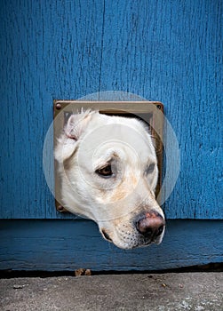 Dog with head through cat flap against blue wooden door