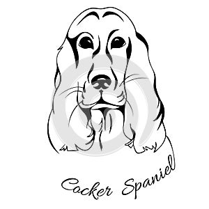 Dog head Cocker Spaniel