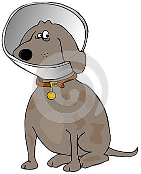 Dog with a head cone photo