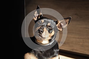 Dog head detail, indoor, strong bokeh