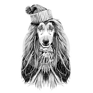 Dog head full-face breed Afghan hound sketch vector