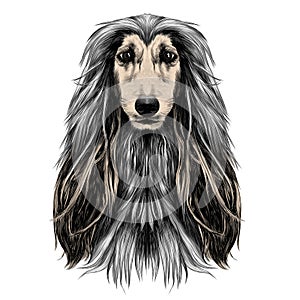 Dog head full-face breed Afghan hound sketch vector