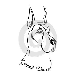 Dog head Great Dane