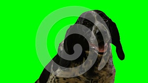 Dog head on a green screen