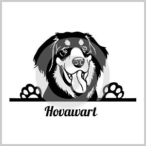 Dog head, Hovawart breed, black and white illustration