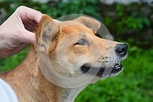 Dog head massage