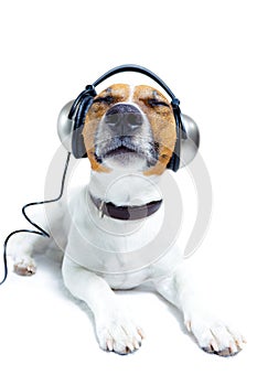 Dog head phones photo
