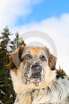 Il cane Testa un cielo blu 