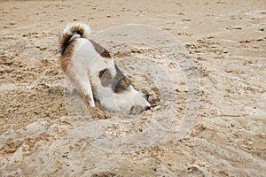 Dog head in sand beach like ostrich shame and fear