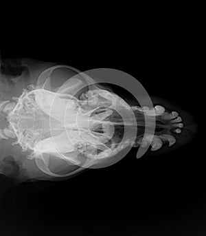Dog head x-ray
