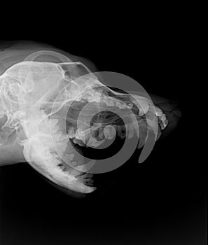 Dog head x-ray
