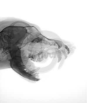 Dog head x-ray