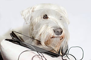 Dog with headphones