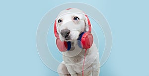 Dog in  headphones, blue  background. The concept of pets being afraid of loud noises or fireworks