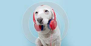 Dog in  headphones, blue  background. The concept of pets being afraid of loud noises or fireworks photo