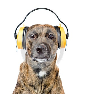 Dog with headphones for ear protection from noise. isolated on w