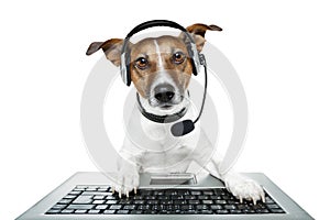 Dog with headset