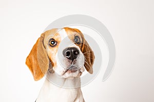 Dog headshoot isolated against white background