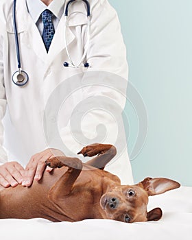 Dog health