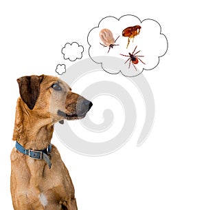 Dog health risk, ticks and flea. Disease carrier, protection. photo