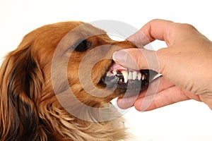 Dog with healthy teeth. photo