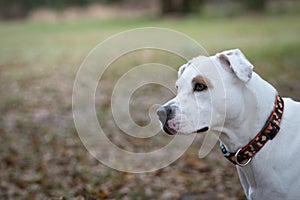 Dog hears someone call her name