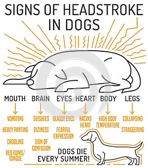 Dog heat stroke symptoms. Medical infographic. Landscape veterinarian poster.