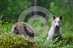 Dog and Hedgehog