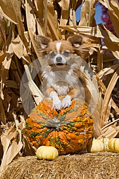 Dog on a heirloom pumpkin