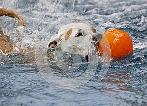 Dog with her ball in the pool