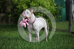 A dog and her toy