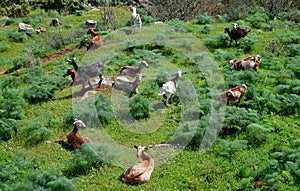 Dog and herd of goats photo