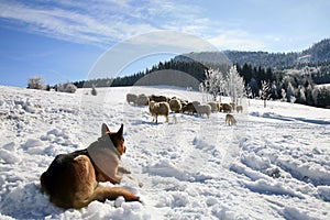 Dog and herd of sheep