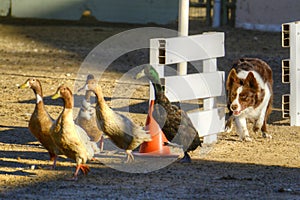 Dog Herding Ducks photo