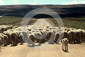 Dog Herding Sheep Dirt Road Shepherd