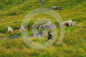 Dog herding sheep through grassy hillside.