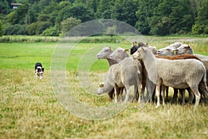 Dog herding sheep photo