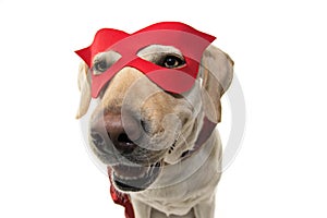 DOG HERO COSTUME. FUNNY LABRADOR CLOSE-UP DRESSED WITH A RED CAPE AND MASK. ISOLATED SHOT AGAINST WHITE BACKGROUND