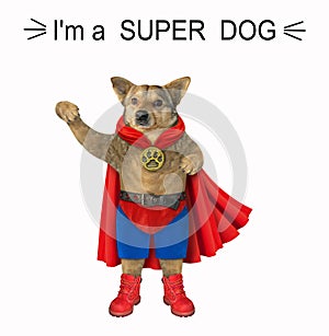 Dog hero in a red cloak 2