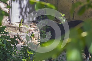 Dog hiding behind bushes on the street
