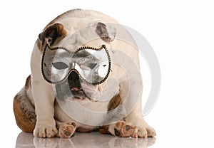 Dog hiding behind mask