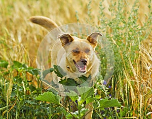 dog hiding in the bushes and high grass