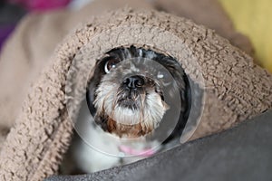 Dog hiding under a blanket
