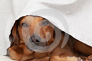 Dog hiding under the curtains