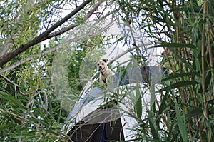 A dog hiding through vegetation