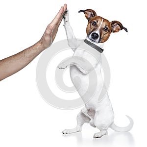Dog high five