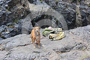 Dog hiking photo