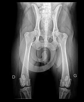 DOG HIP DYSPLASIA X-RAY (moderate)