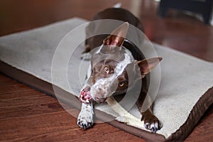 A dog and his antler