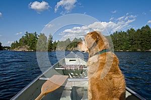 A dog in his canoe. photo